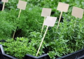 Sadzonki sałaty i ziół, nadające się od razu do spożycia powinny być dobrze rozrośnięte. Lepiej, żeby jeszcze nie kwitły.