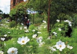 Delikatne kosmosy kwitnące w Ogrodzie Białym