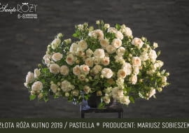 Róża odmiana Pastella