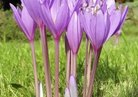 Zimowit jesienny, podobnie jak krokus, najpiękniej prezentuje się na trawniku