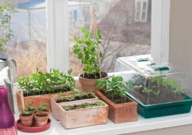 siew roślin balkonowych, rośliny doniczkowe