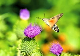 Ćmy. Fruczak gołąbek to najczęściej spotykany polski 'koliber'. Chętnie odwiedza nie tylko osty, ale również floksy i pelargonie