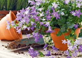 Dlaczego dzwonek blednie?