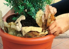 Liście to dobry materiał izolacyjny. Upychamy je pomiędzy donicą z rośliną a dodatkowym pojemnikiem.