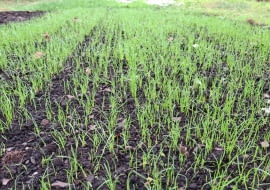 Biodegradowalna trawa z rolki od CBRTP