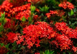 Kwiaty letnie na rabatę w kolorze czerwonym