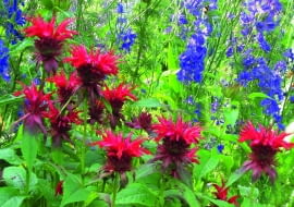 W ogrodzie nie ma wytyczonych rabat - pysznogłówki i ostróżki tworzą barwny gąszcz.