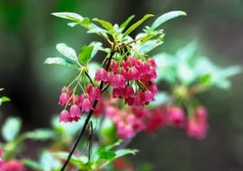 Enkianthus 'Red Velvet' SLOWA KLUCZOWE: wrzosowate
