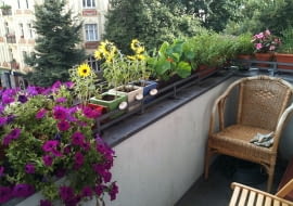 balkon, surfinie, słoneczniki