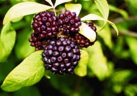 oKOLCOSIL SIEBOLDA ACANTHOPANAX SIEBOLDIANUSFOT. URSZULA BRAUN MLODECKAPUBLIKACJA KWIETNIK NR 1 (133) - 1.2006