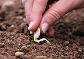 Siew podkiełkowanych nasion przyspiesza rozwój roślin (o ile warunki pogodowe na to pozwolą).