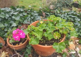 Pelargonie zimowanie