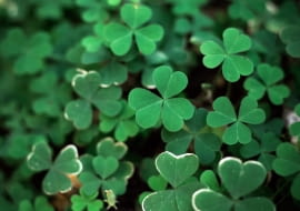 Czterolistna kończyna