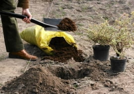 12.10.2005 WARSZAWA BYLINIARNIA SZKOLA GLOWNA GOSPODARSTWA WIEJSKIEGO ( SGGW ) PRACE OGRODOWE PORZADKOWE KROK PO KROKU JESIEN - SADZENIE ROSLIN FOT. WOJCIECH SURDZIEL / AGENCJA GAZETA PUBLIKACJA KWIETNIK NR 3 (159) - 3 2008 SLOWA KLUCZOWE: OGRODNICTWO ROSLINY ZDJĘCIE DO WKŁADKI: PUBLIKACJA KWIETNIK NR 3 (159) - CZASOPISMA