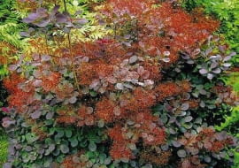 PERUKOWIEC PODOLSKI COTINUS COGGYGRIA RUBRIFOLIUS KRZEW LISCIASTY LISC CZEERWONY FOT. PIOTR BANASZCZAK SLAJD MALY PUBLIKACJA OGRODY NR 3 (71) - 3.2005 SLOWA KLUCZOWE: KWIATY ROSLINY