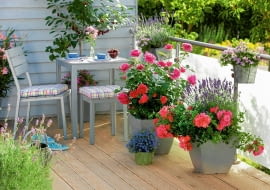 Rosa Renaissance 'Lea' ( Strauchrose ), starker Duft, ZA1chter Poulsen , Lobelia ( Maennertreu ), Lavendel ( Lavandula ), Sauerkirsche 'Saphir' ( Prunus cerasus ), Pelargonium ( Duftgeranie ), graue Sitzgruppe Moebel : IKEA 61051788, 61051789 SLOWA KLUCZOWE: 000 Balkon Duft Kirsche KrA uter Obstbaum Rosen SITZGRUPPE SITZPLA'TZE Safir Sommer Topf blau draussen msgnp12 pink quer