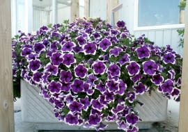 Silnie krzewiąca się petunia długopędowa 'Sanguna Rose Vein'