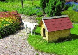 buda dla psa,pies,psy,ogród