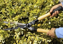 Żywopłot z roślin zimozielonych tniemy w marcu i drugiej połowie lata