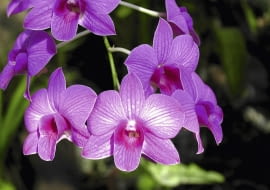 ROSLINY KWIATY STORCZYK DENDROBIUM FOT. WOJCIECH KINDLARSKI PUBLIKACJA KWIETNIK NR 11 (155) - 11 2007 SLOWA KLUCZOWE: ROSLINY KWIATY ZDJĘCIE DO WKŁADKI: PUBLIKACJA KWIETNIK NR 11 (155) - 11 2007