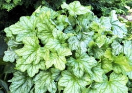 Liście żurawki 'Mint Julep' mają oryginalny odcień zieleni. Bardzo ładnie komponują się np. z iglakami.