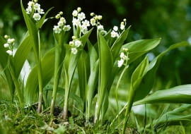 KONWALIA CONVALLARIA MAJALIS BYLINA ROSLINA CHRONIONA DZIKOROSNACA WIOSNA FOT. PAWEL SLOMCZYNSKI / AGENCJA GAZETA SLAJD DUZY PUBLIKACJA OGRODY NR 5 (49) - 5.2003 PUBLIKACJA OGRODY NUMER SPECJALNY 1/2006 - TRAWNIK PIEKNY I ZADBANY - 5.2006 PUBLIKACJA OGRODY NR 5 (97) - 5 2007