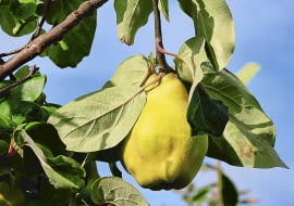 Rdzawe przebarwienia przy gniazdach nasiennych to pierwszy objaw zgnilizny.