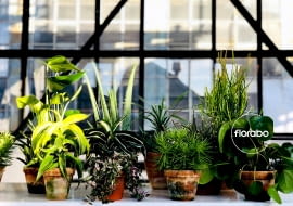 Akcja Zielony Weteran