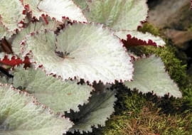 SLOWA KLUCZOWE: EARL OF PEARL begonia