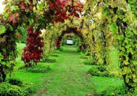 Vitis 'Brant', Vitis coignetiae SLOWA KLUCZOWE: Abdeckung Ausblick Aussicht Bank Bepflanzung Bogen BË+gen Gang Gras Herbstzeit HÂ´lle Kletterpflanze Laub Rasen Rebe Sitz Sitzbank Sitzplatz Trauben Tunnel Weg Wege Weinpflanze Weintrauben anpflanzen bepflanzen einpflanzen gebogen gro`-, grÂ´n herbstlich klettern rot Querformat