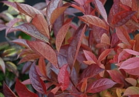 Kiścień wawrzynowaty (Leucothoe walteri 'REINBOW'). Krzewy ozdobne