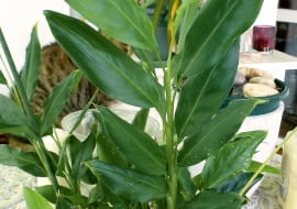 Czerwce, np. miseczniki, wysysają soki z liści, wywołując na nich jasne plamki, widoczne w dolnej części pędu rośliny.