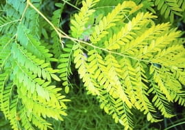 ROSLINY GLEDICZJA ' SUNBURST ' FOT. WOJCIECH PODSTOLSKI PUBLIKACJA OGRODY NR 9 (89) - 9 2006 SLOWA KLUCZOWE: ROSLINY ZDJĘCIE DO WKŁADKI: PUBLIKACJA OGRODY NR 9 (89) - CZASOPISMA