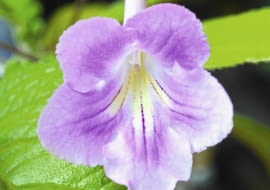 Skretnik pięknie kwitnie, ale trzeba ściśle przestrzegać jego wymagań uprawowych