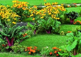 Zwalczanie plamistości roślin warto zacząć już przy pierwszych objawach