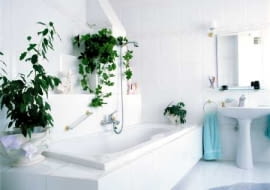 W łazience doskonale czuje się większość roślin doniczkowych. W wilgotnej atmosferze pięknie się rozrastają i kwitną.