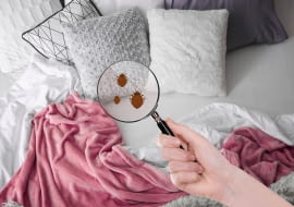 Pluskwy w mieszkaniu