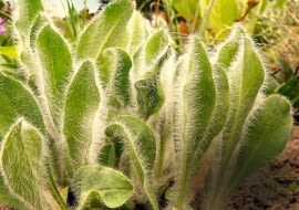 Siwy kolor liści jastrzębca pochodzi od delikatnych włosków pokrywających blaszki. Ta niska roślina rozrasta się dzięki rozłogom.