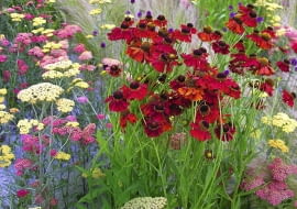 OGROD WIEJSKI ROSLINY KWIATY KRWAWNIK , DZIELZAN , CZOSNKI GLOWKOWE , TRAWY FOT. KATARZYNA BELLINGHAM PUBLIKACJA OGRODY NR 7 (99) - 7 2007 SLOWA KLUCZOWE: ROSLINY OGRODY KWIATY ZDJĘCIE DO WKŁADKI: PUBLIKACJA OGRODY NR 7 (99) - CZASPISMA