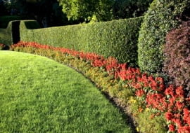 Zielona ściana żywopłotu jest dobrym tłem dla kolorowych kwiatów