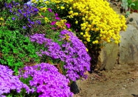 Barwne plamy miniaturowych różowych floksów i żółtej smagliczki będą wspaniałą ozdobą ogrodu.