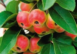 03.09.2009 BRANIEWO , SZKOLKA DRZEW I KRZEWOW OZDOBNYCH - WLASCICIEL LUCJAN GURSZTYN - PREZES ZWIAZKU SZKOLKARZY POLSKICH NZ JABLON OZDOBNA " RED SENTINEL ' , OWOCE SESJA OGRODY DLA CZASOPISMA OGRODY FOT. ARKADIUSZ SCICHOCKI / AGENCJA GAZETA PUBLIKACJA OGRODY NR 9 (137) - 9 2010 SLOWA KLUCZOWE: OGRODNICTWO DRZEWO OWOCE ZDJĘCIE DO WKŁADKI: PUBLIKACJA OGRODY NR 9 (137) - CZASOPISMA