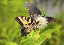 Kwiaty guzikowca są nawet liczniej oblegane przez owady niż rosnące w ich pobliżu budleje. Są więc cennym elementem motylich ogrodów. Na zdjęciu nektar spijają motyle chronionego w Polsce pazia żeglarza.