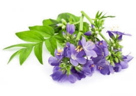 Wielosił nazywany jest potocznie "drabina Jakuba".