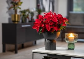 Poinsecja w eleganckiej donicy w kształcie  amfory z upcyklingu
