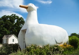 Big Duck - Flanders