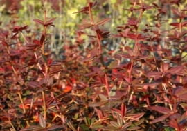 Berberys Juliany (Berberis julianae). Liście berberysu przebarwiają się jesienią na kolor czerwony