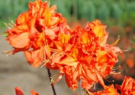 Rhododendron 'Gibraltar', azalia wielkokwiatowa. Krzewy ozdobne