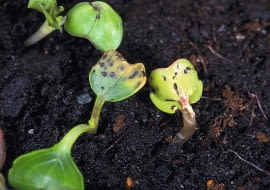 Objawy żerowania pchełek na rzodkiewce.