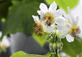 Kwiaty lipki pokojowej rozwijają się wiosną.